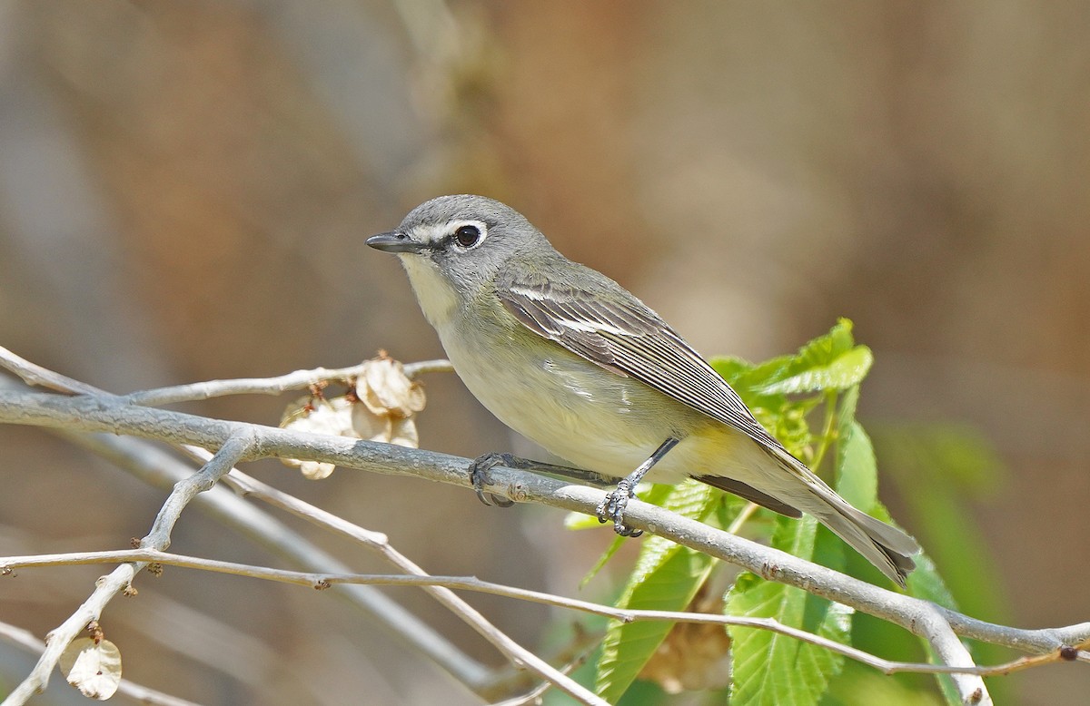 Cassin's Vireo