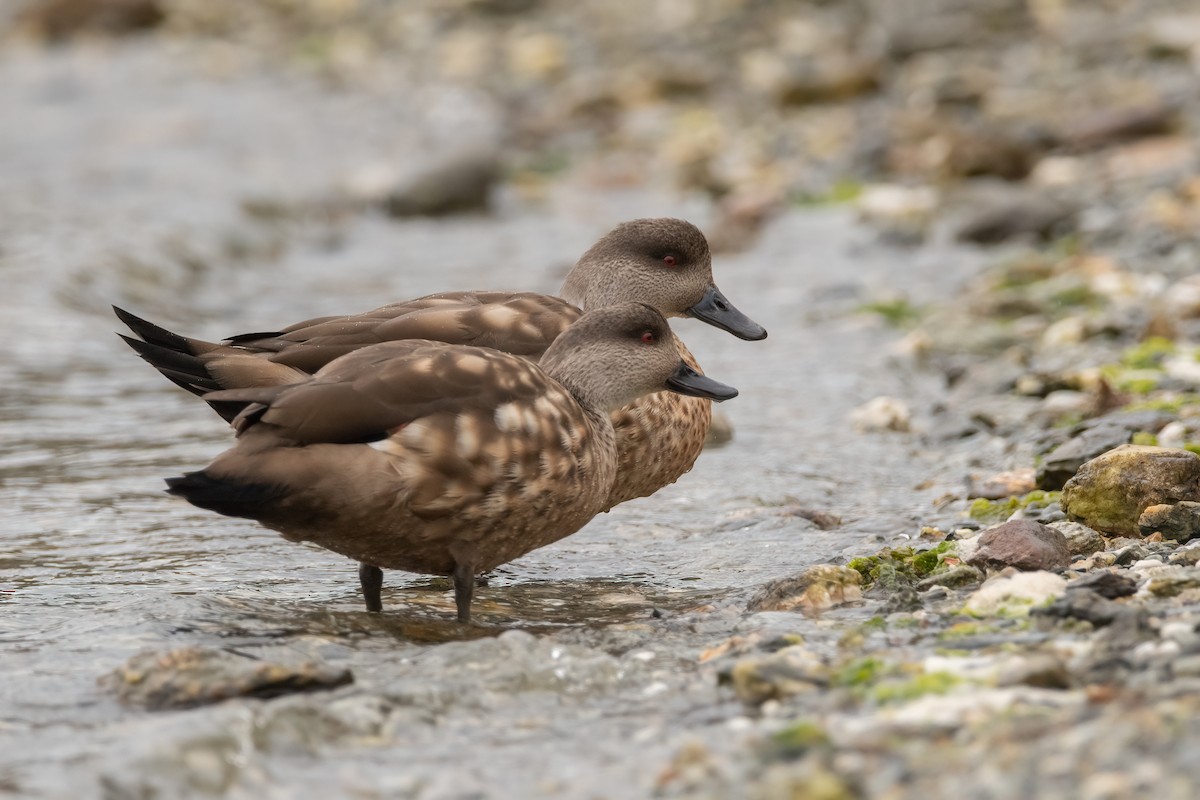 Crested Duck - ML455203471