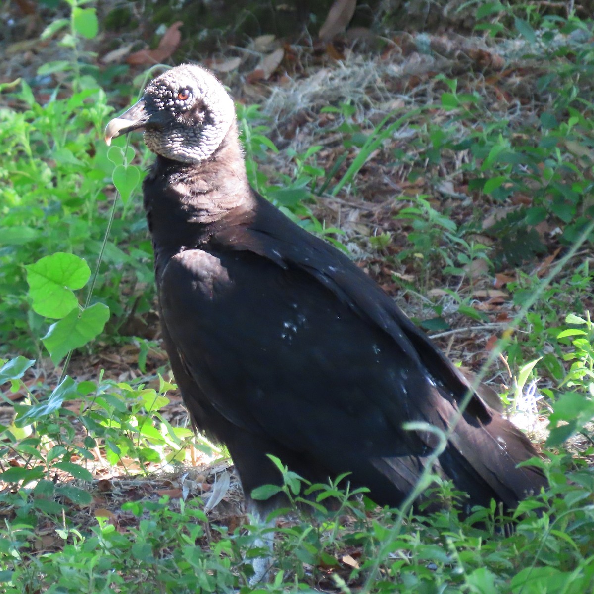 Black Vulture - ML455209941