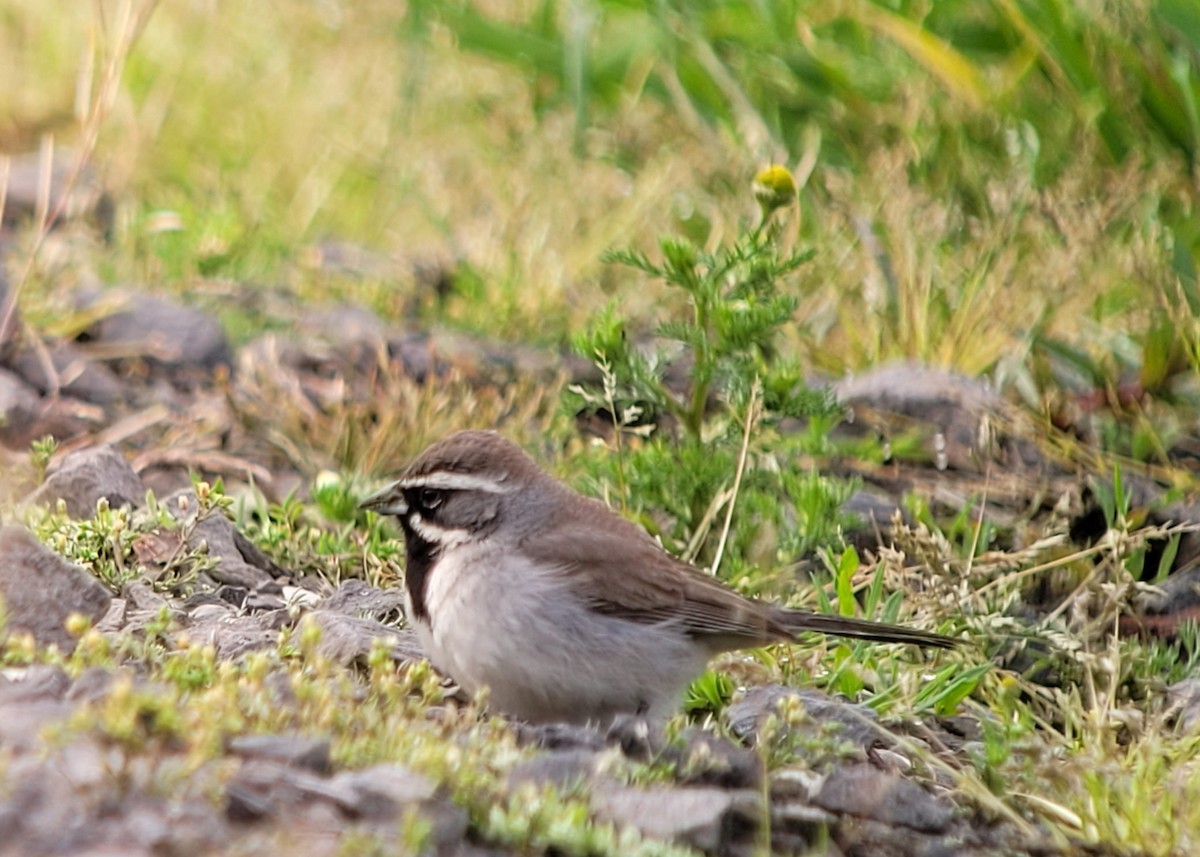 Black-throated Sparrow - Cindy McCormack