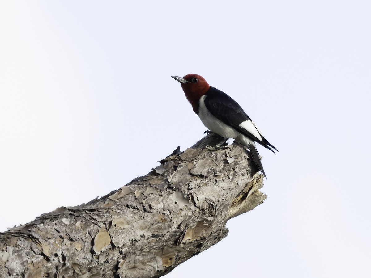 Red-headed Woodpecker - ML455211351