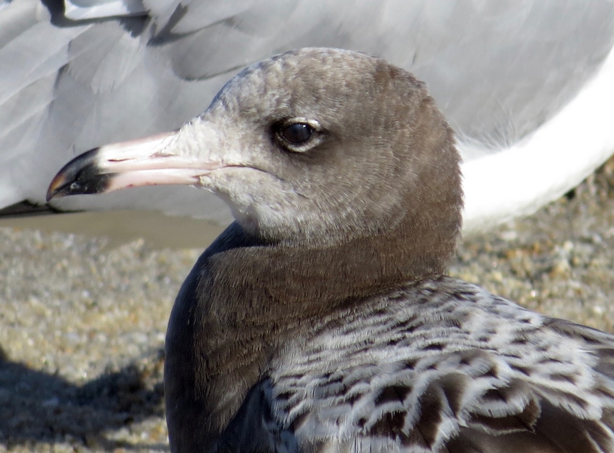 Black-tailed Gull - ML45521151