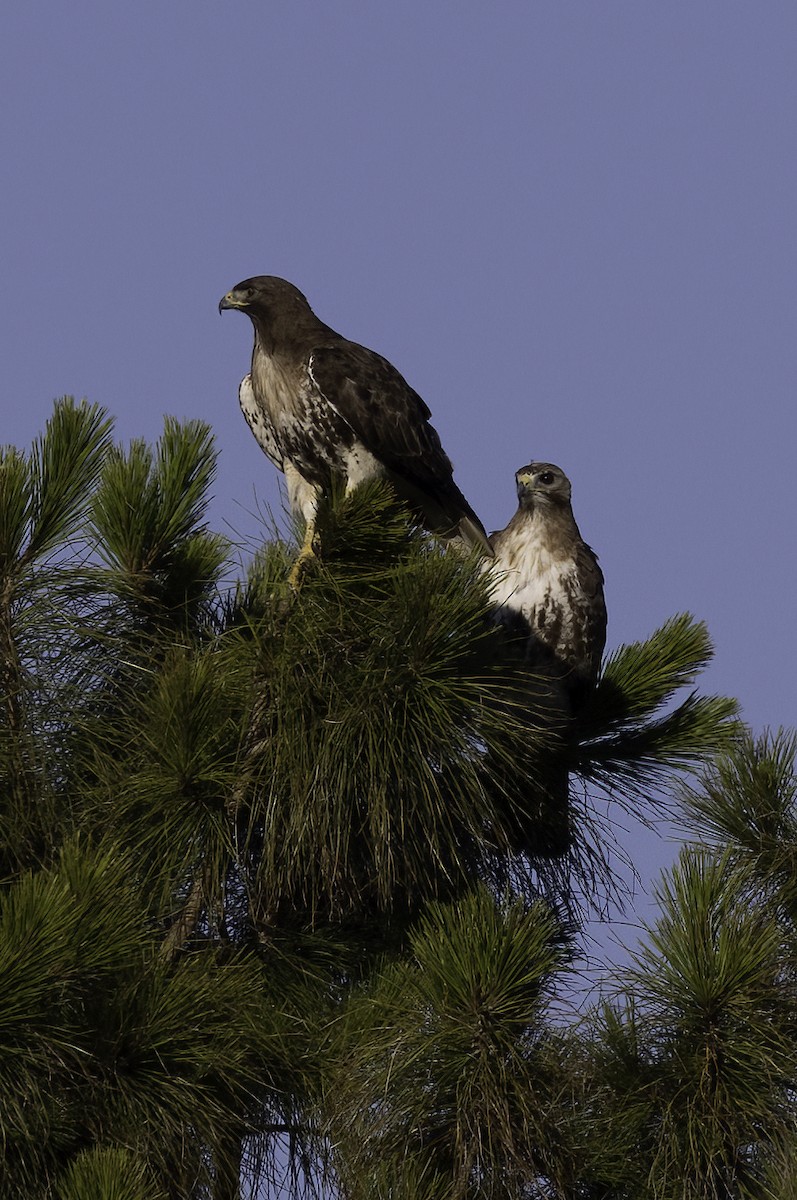 Red-tailed Hawk - ML455211641