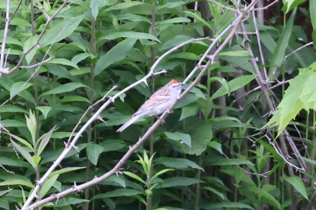 Chipping Sparrow - ML455212801