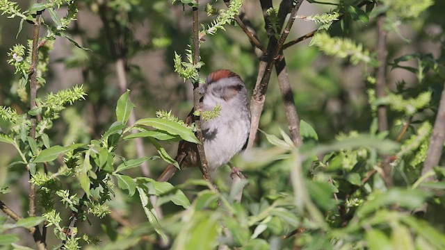 Swamp Sparrow - ML455213401