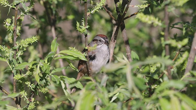 Swamp Sparrow - ML455213971