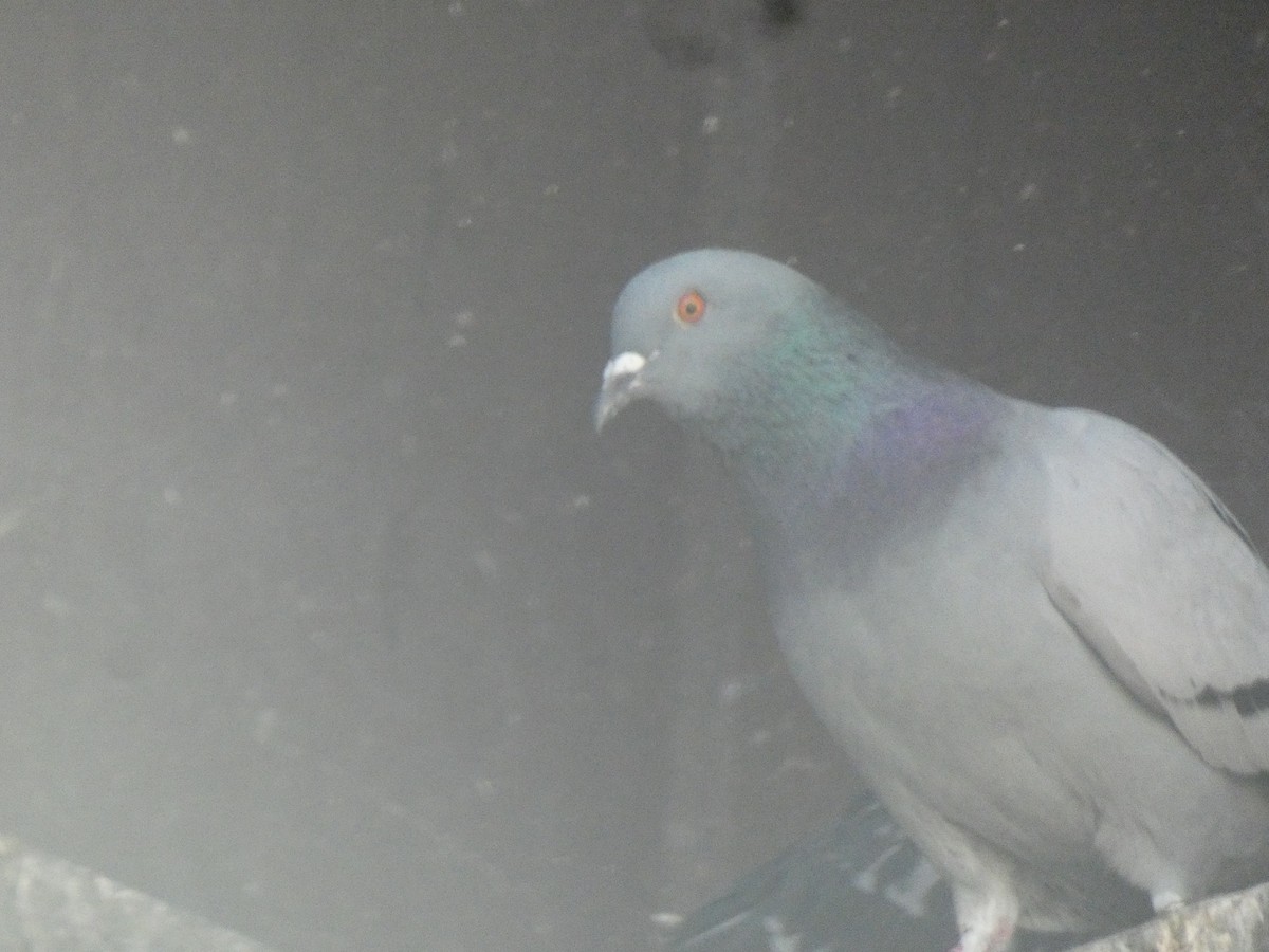 Rock Pigeon (Feral Pigeon) - ML455214281
