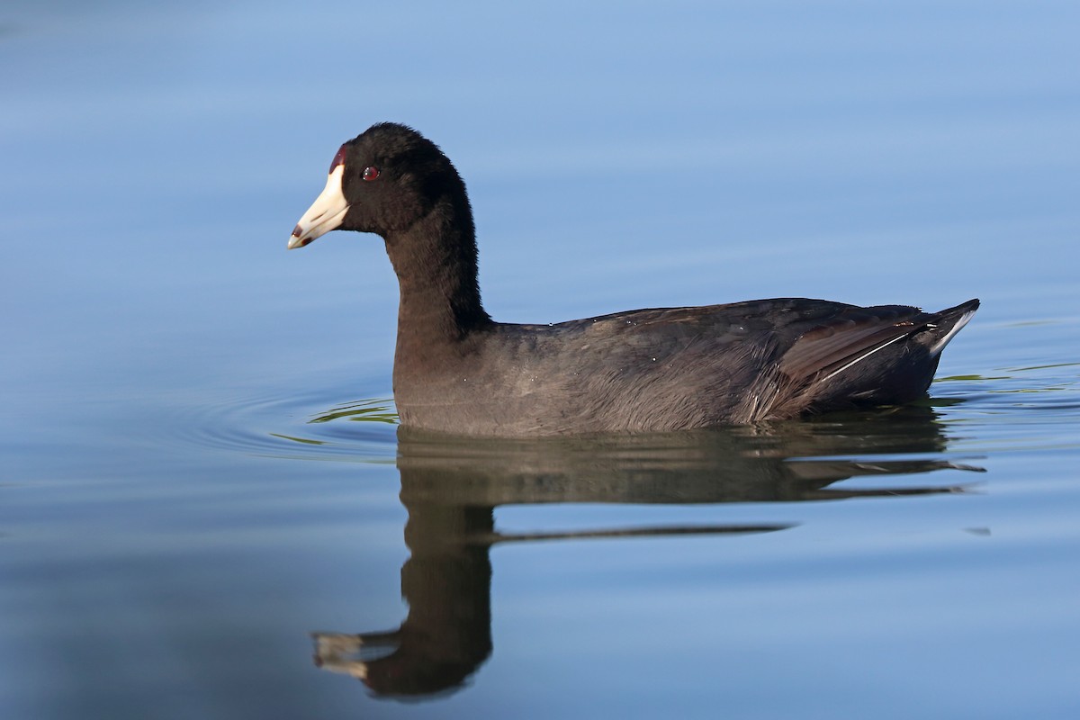 American Coot (Red-shielded) - ML45521471
