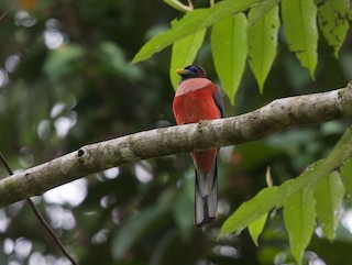  - Philippine Trogon