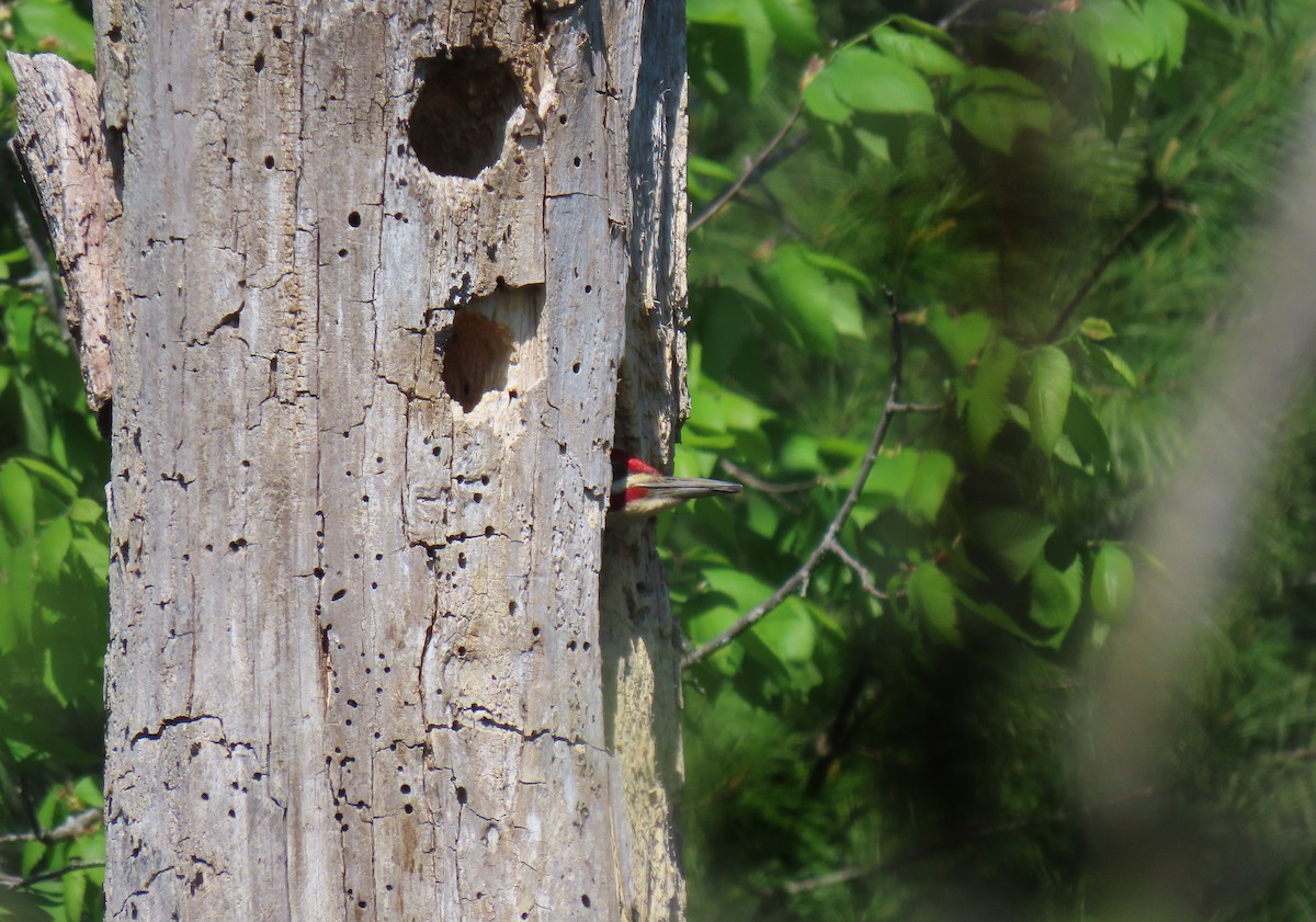 Pileated Woodpecker - ML455219141