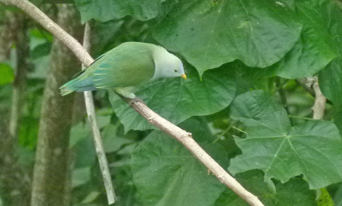 Серо-зелёный фруктовый голубь - ML455220391
