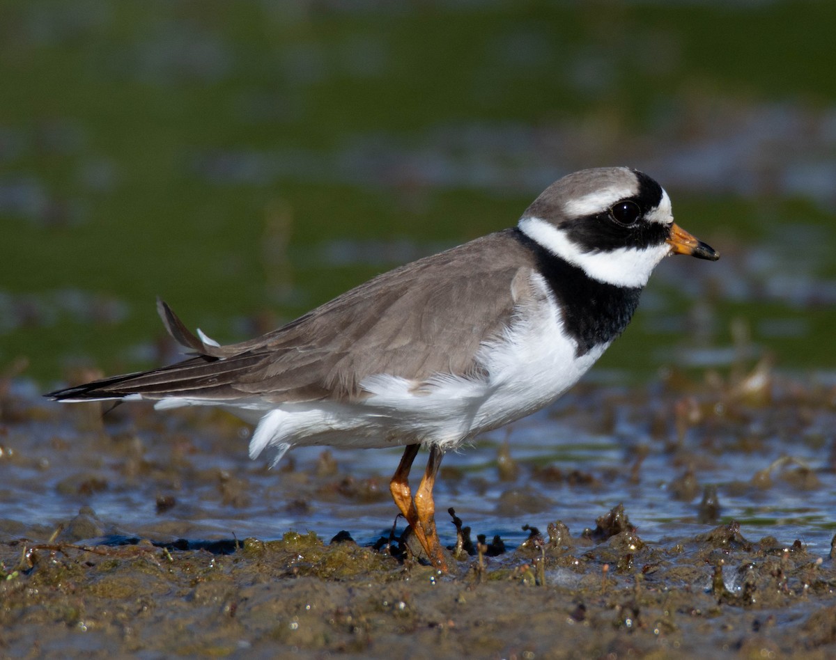 Common Ringed Plover - ML455220831