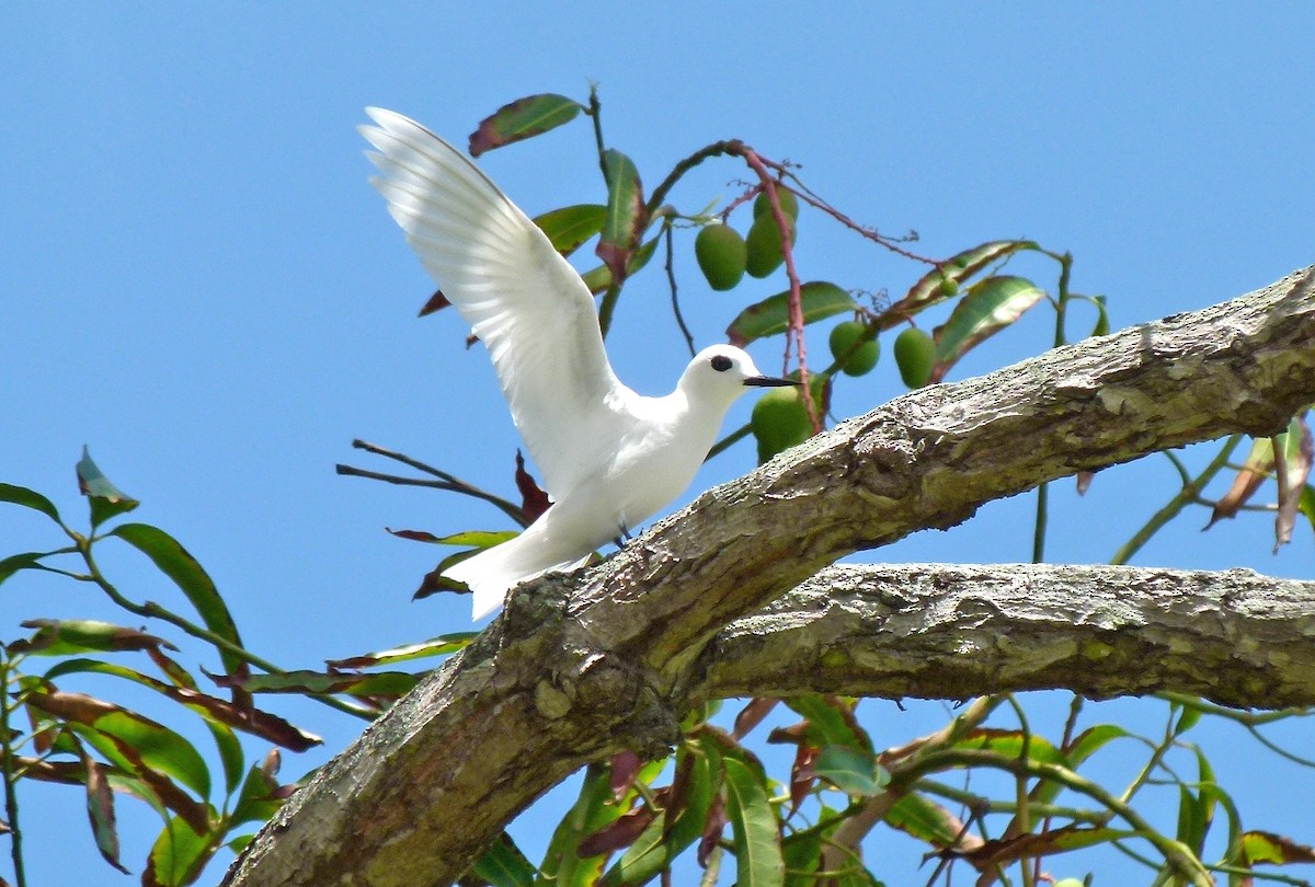 White Tern (Little) - ML455234111