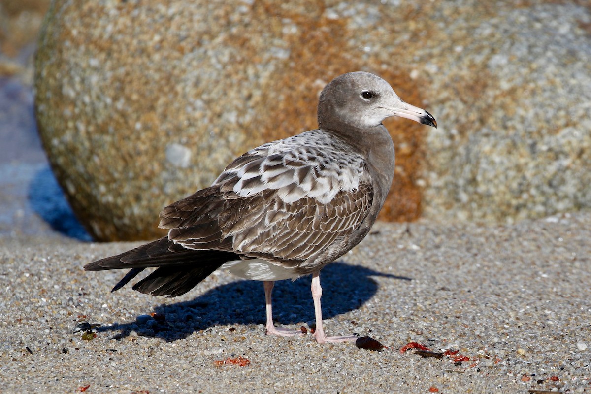 Ml45523611 Black-tailed Gull Macaulay Library