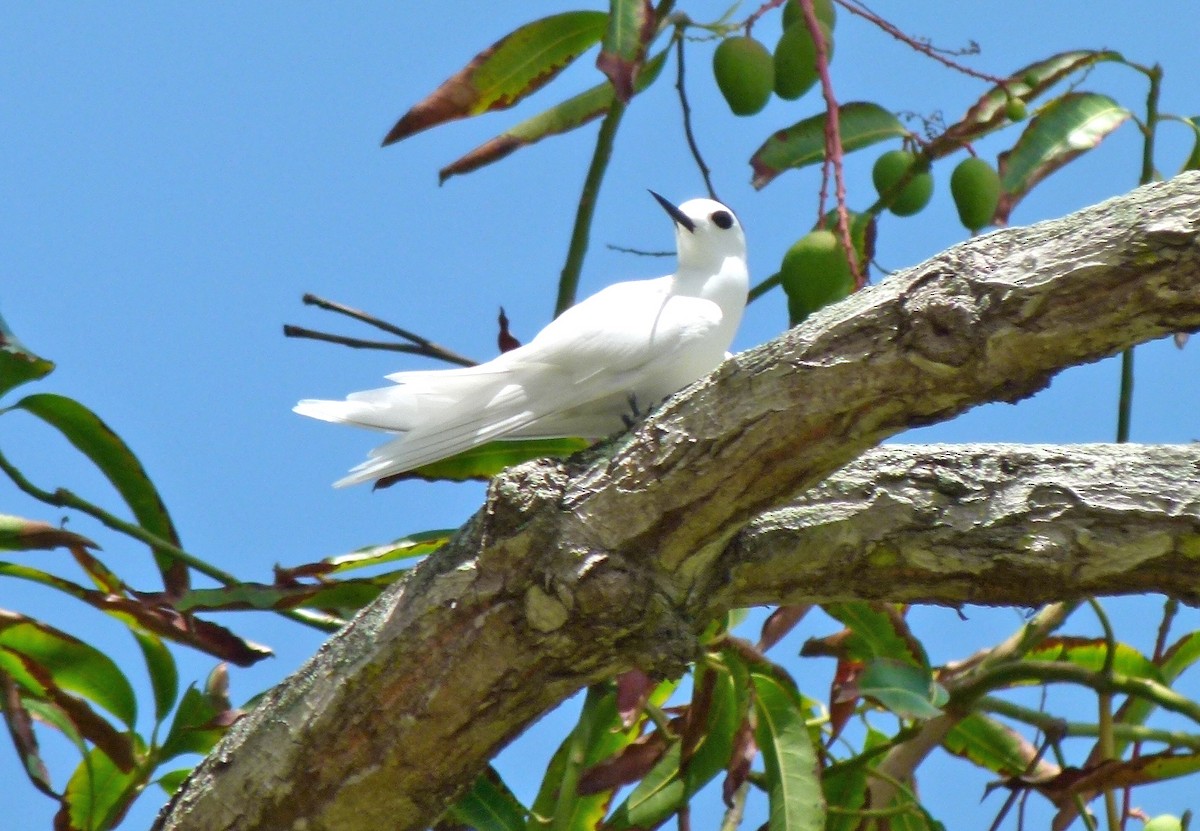 White Tern (Little) - ML455236311