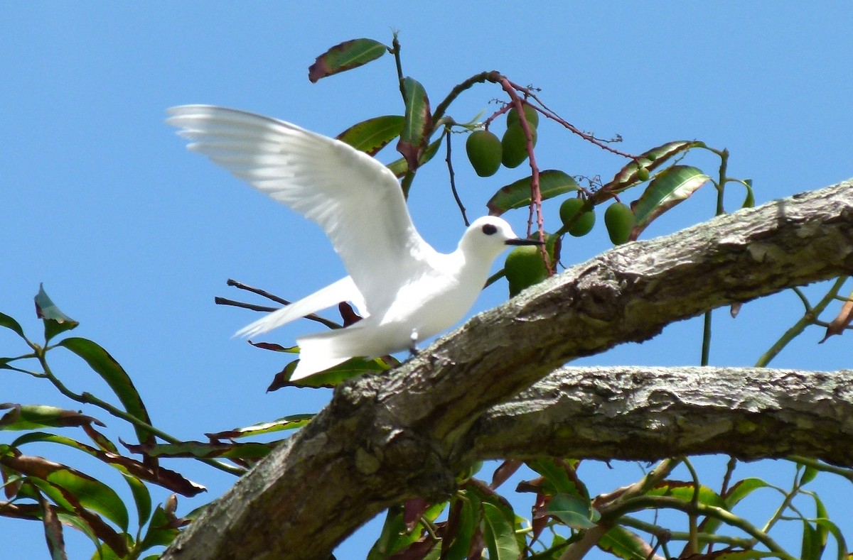 White Tern (Little) - ML455236371