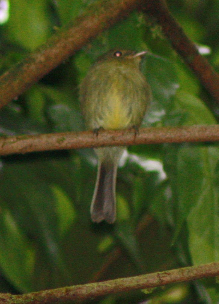 Olive-chested Flycatcher - ML45523791