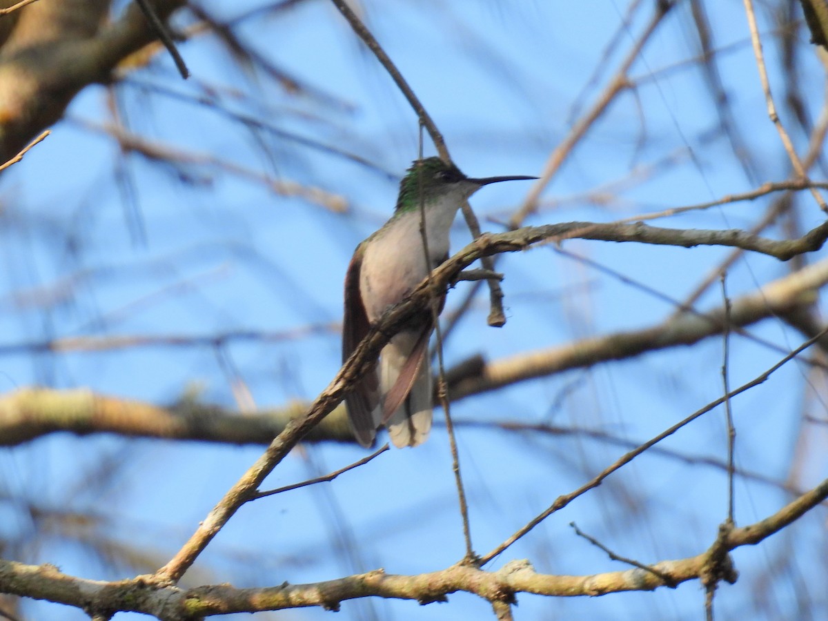 White-tailed Hummingbird - ML455238451
