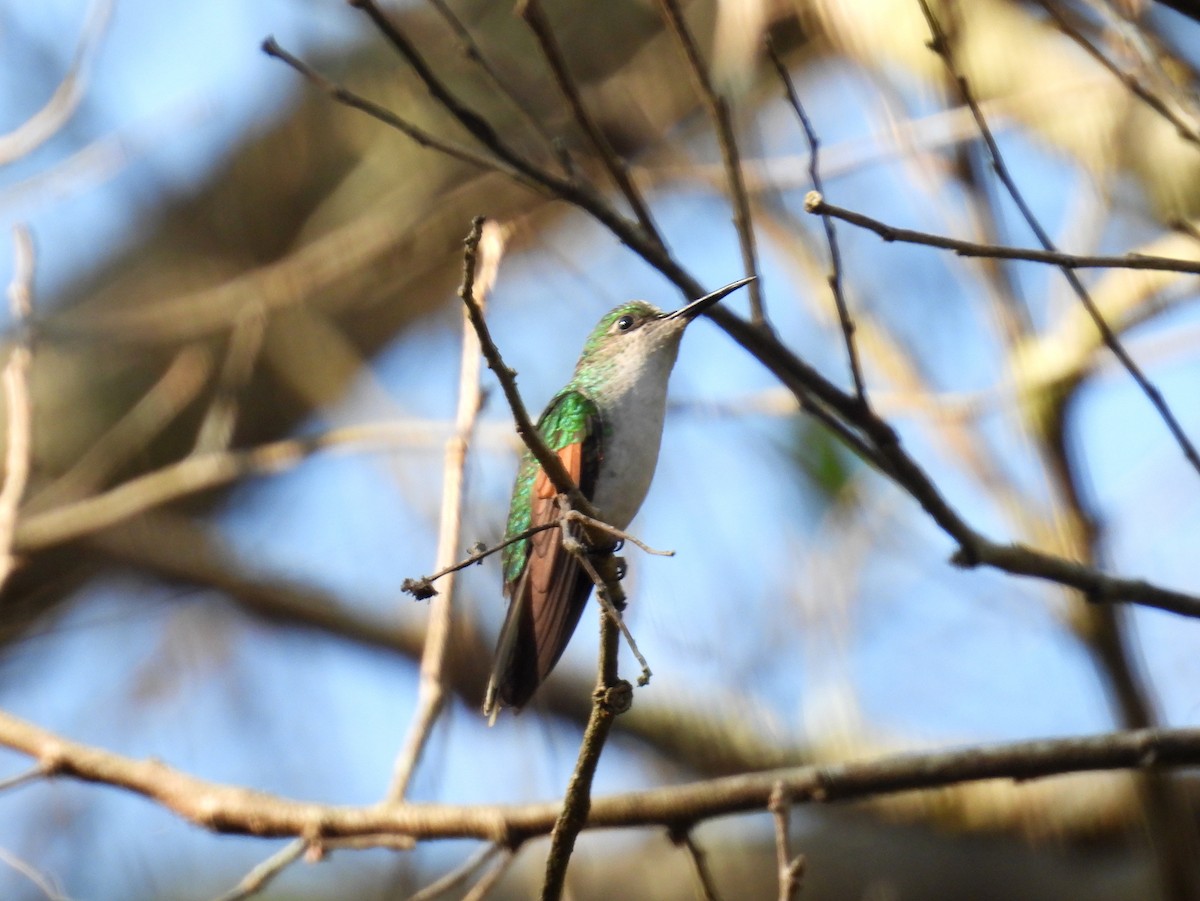 White-tailed Hummingbird - ML455238501