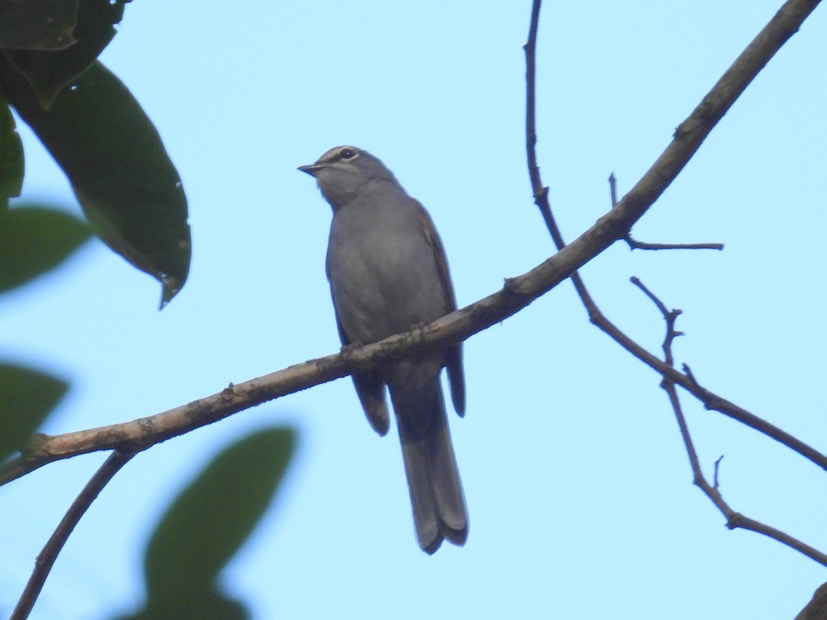 Brown-backed Solitaire - ML455239701