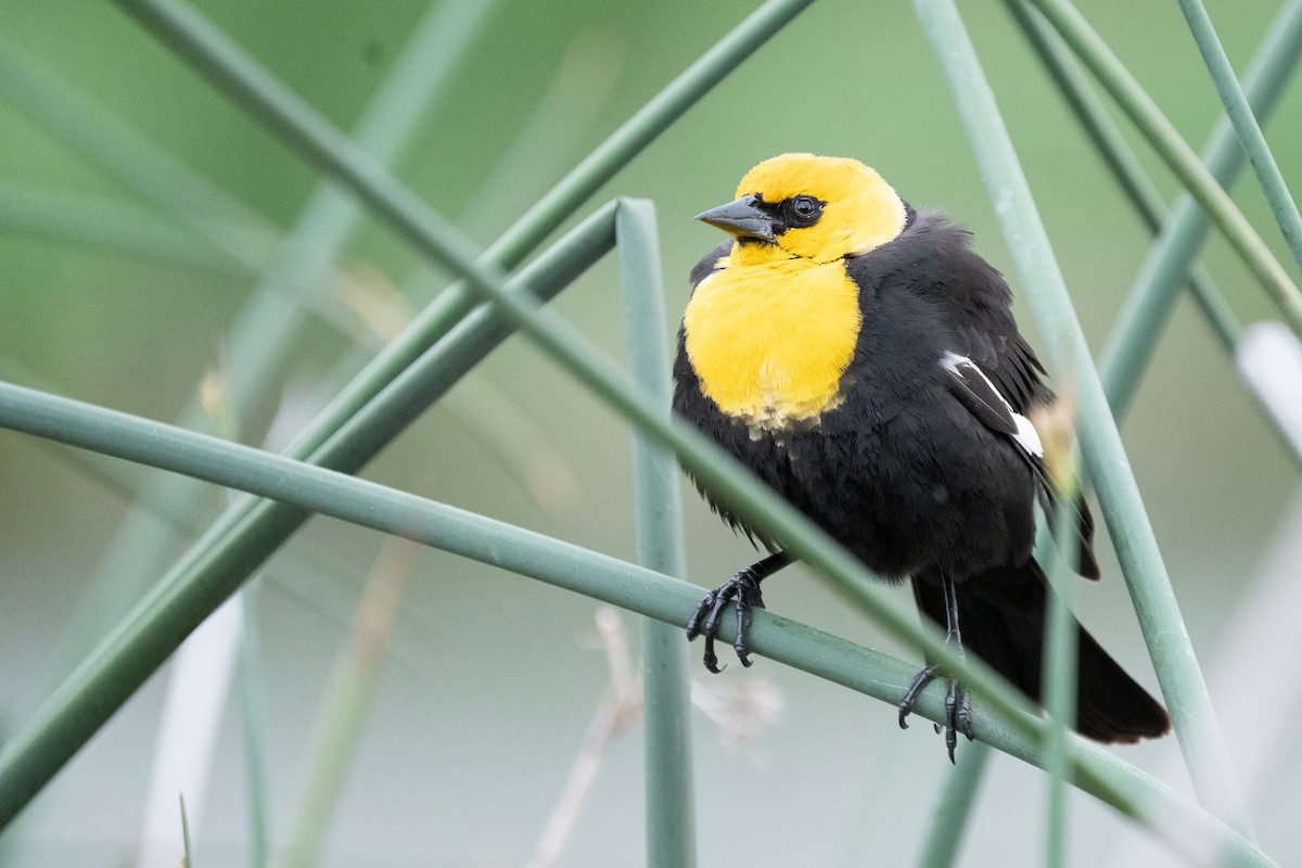 Yellow-headed Blackbird - Elliott Bury