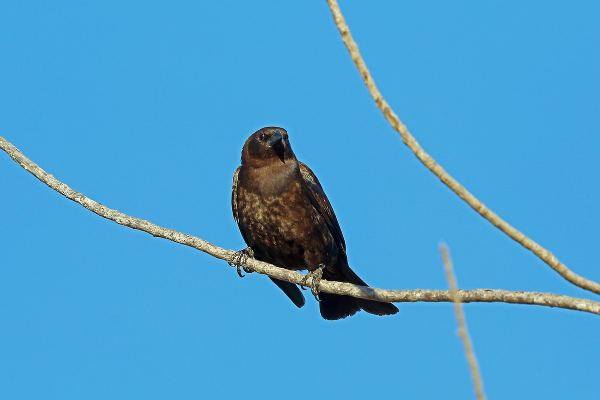 Brown-headed Cowbird - ML45524101