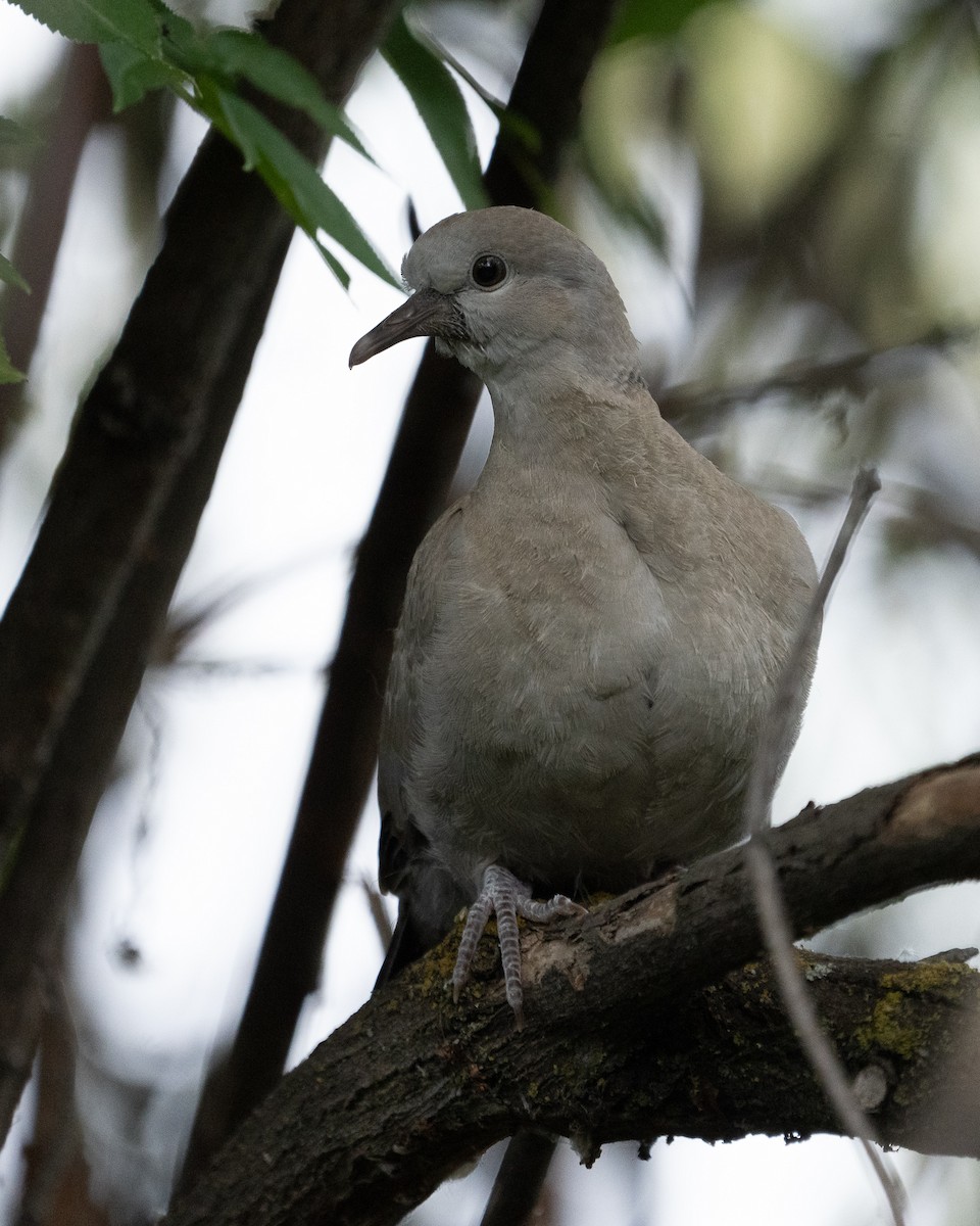 Eurasian Collared-Dove - ML455246441