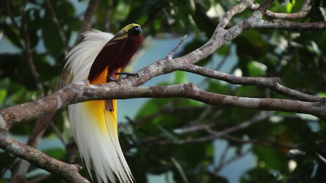 Lesser Bird-of-Paradise - ML455249