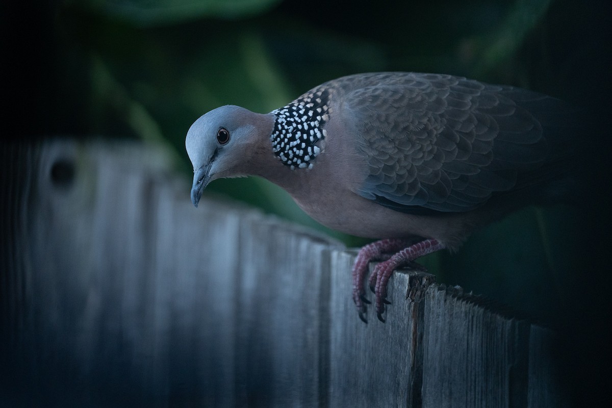 Spotted Dove - ML455255581