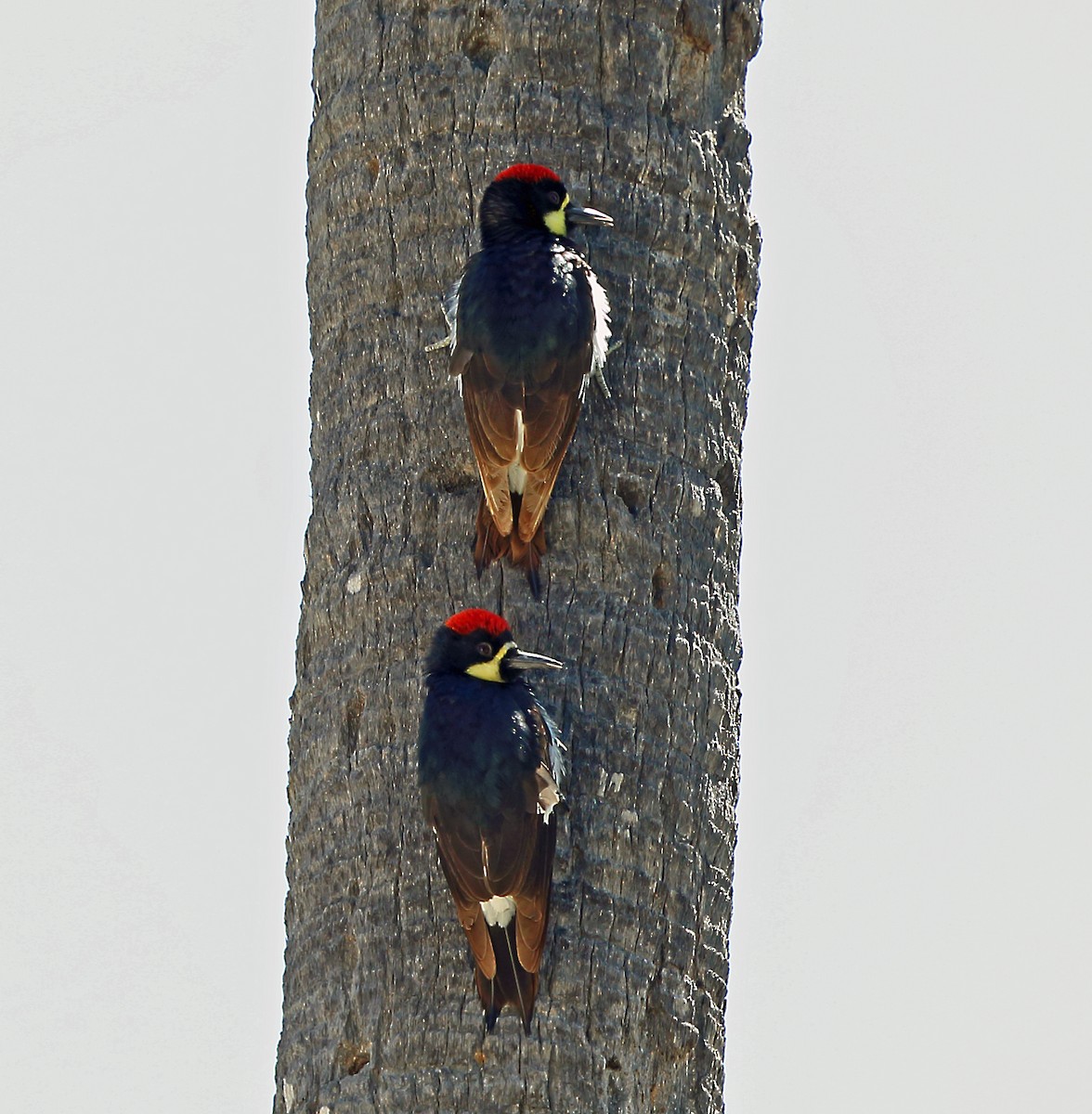 Acorn Woodpecker (Narrow-fronted) - ML45525601