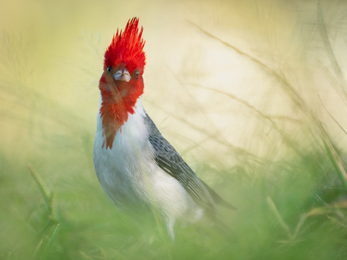 Red-crested Cardinal - Elliott Bury