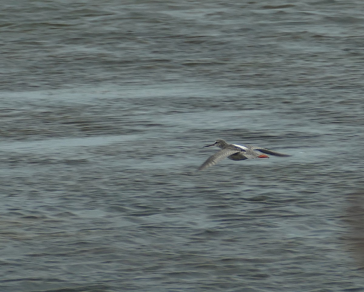 Spotted Redshank - ML455258451