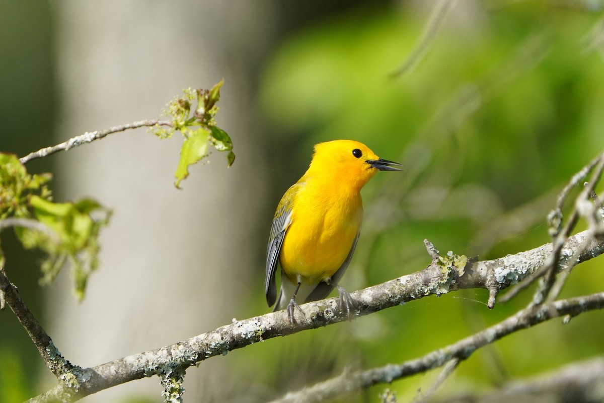 Prothonotary Warbler - Penny Owings