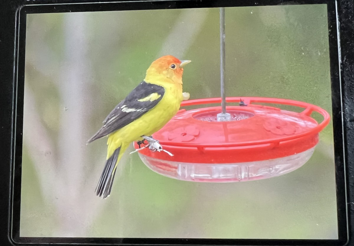 Western Tanager - ML455265951