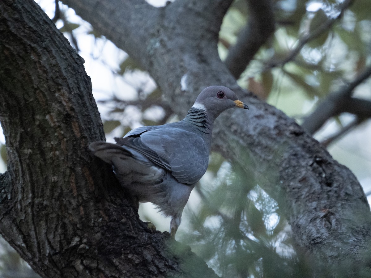 Band-tailed Pigeon - ML455266171