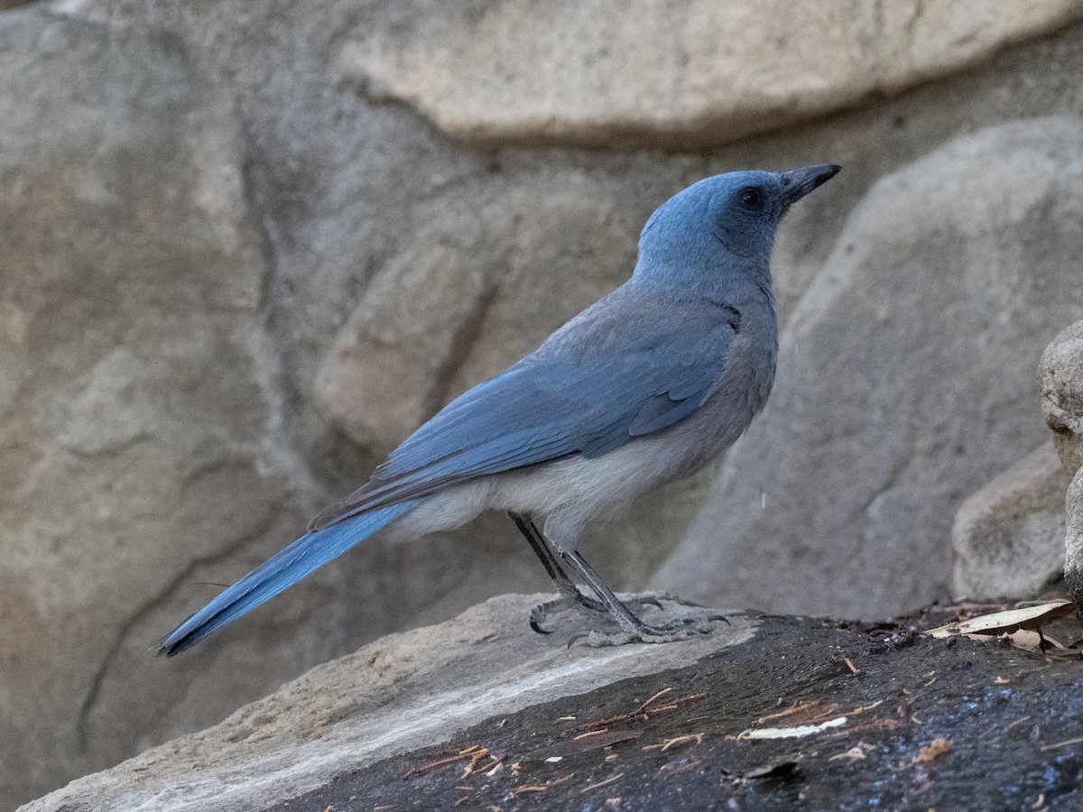 Mexican Jay - ML455266301