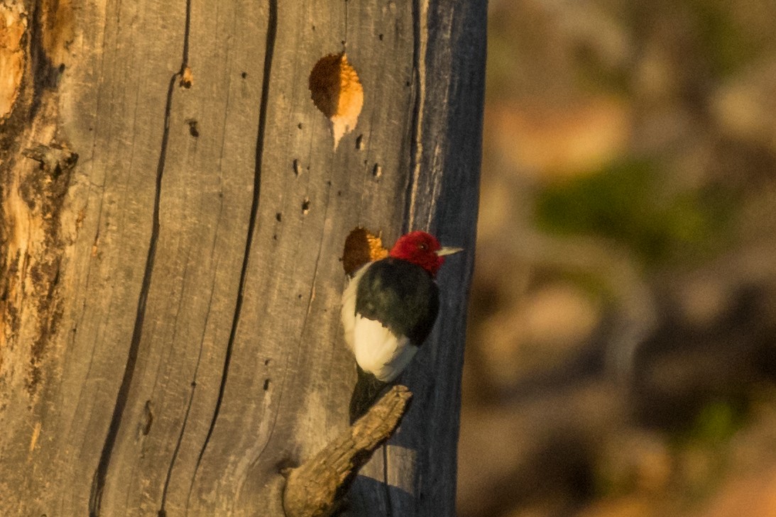 Red-headed Woodpecker - ML455266571