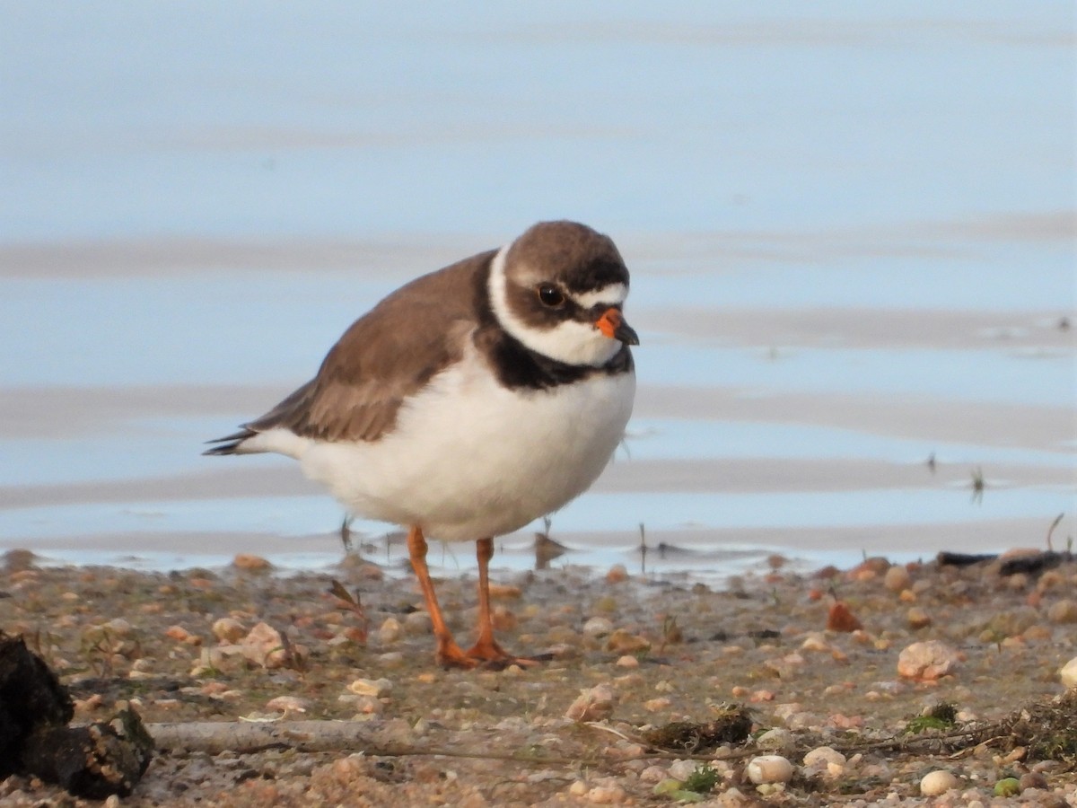 Semipalmated Plover - ML455270841