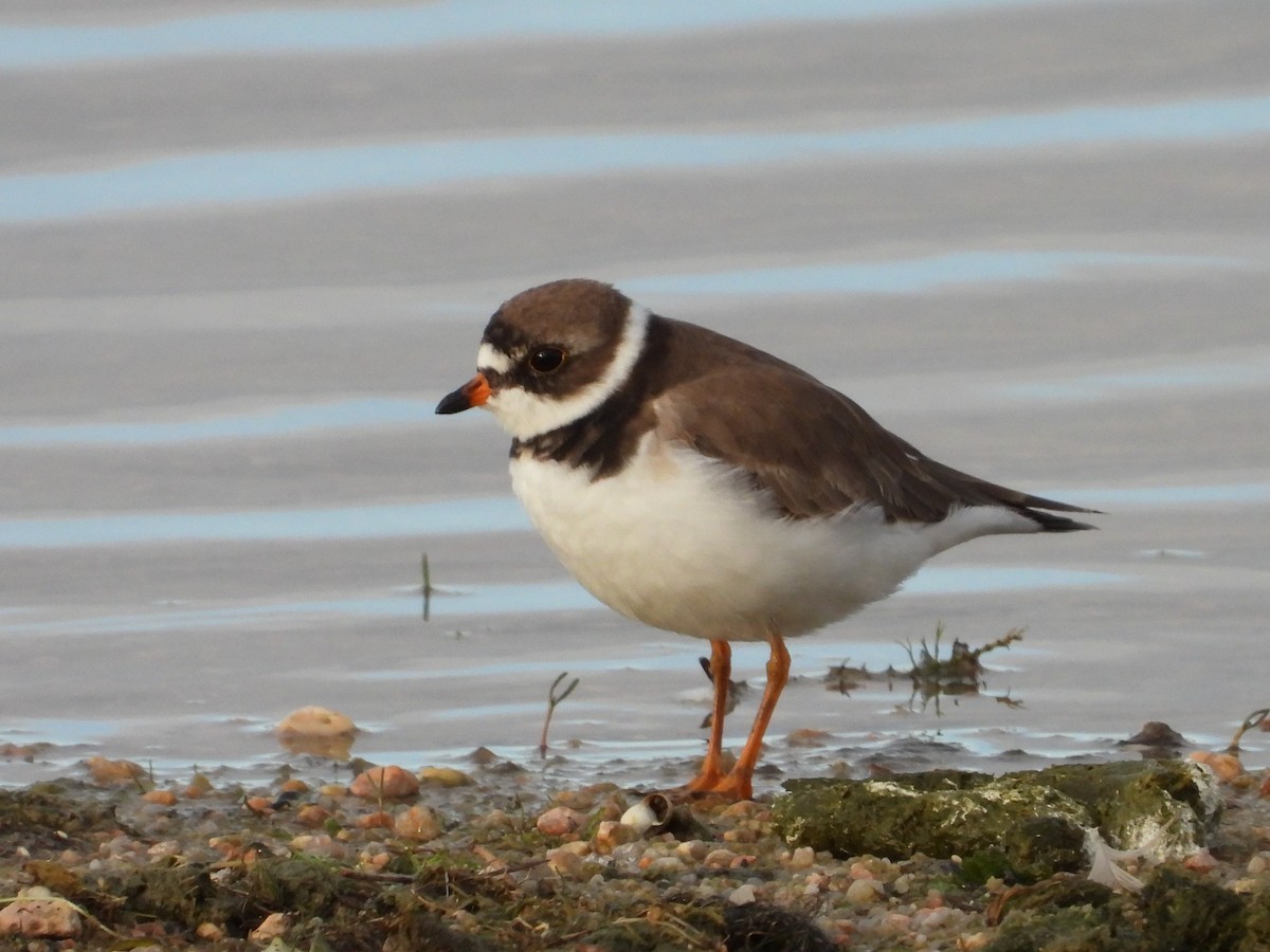 Semipalmated Plover - ML455270851
