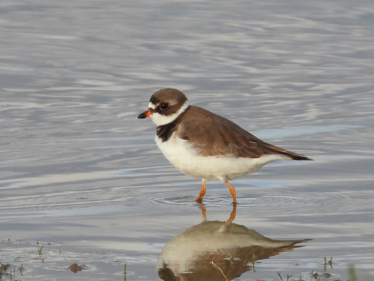 Semipalmated Plover - ML455270871