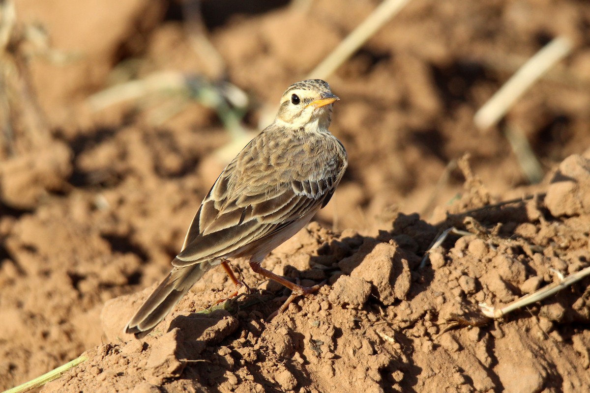 African Pipit - ML455275031