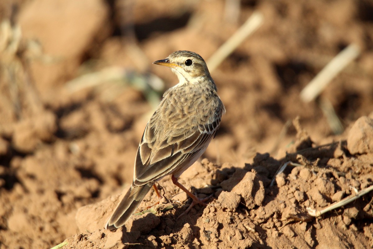 African Pipit - ML455275101