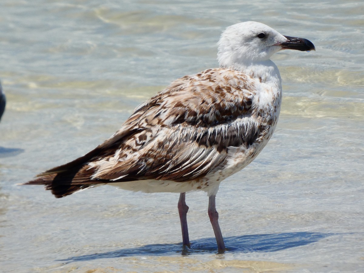 Great Black-backed Gull - ML455279271