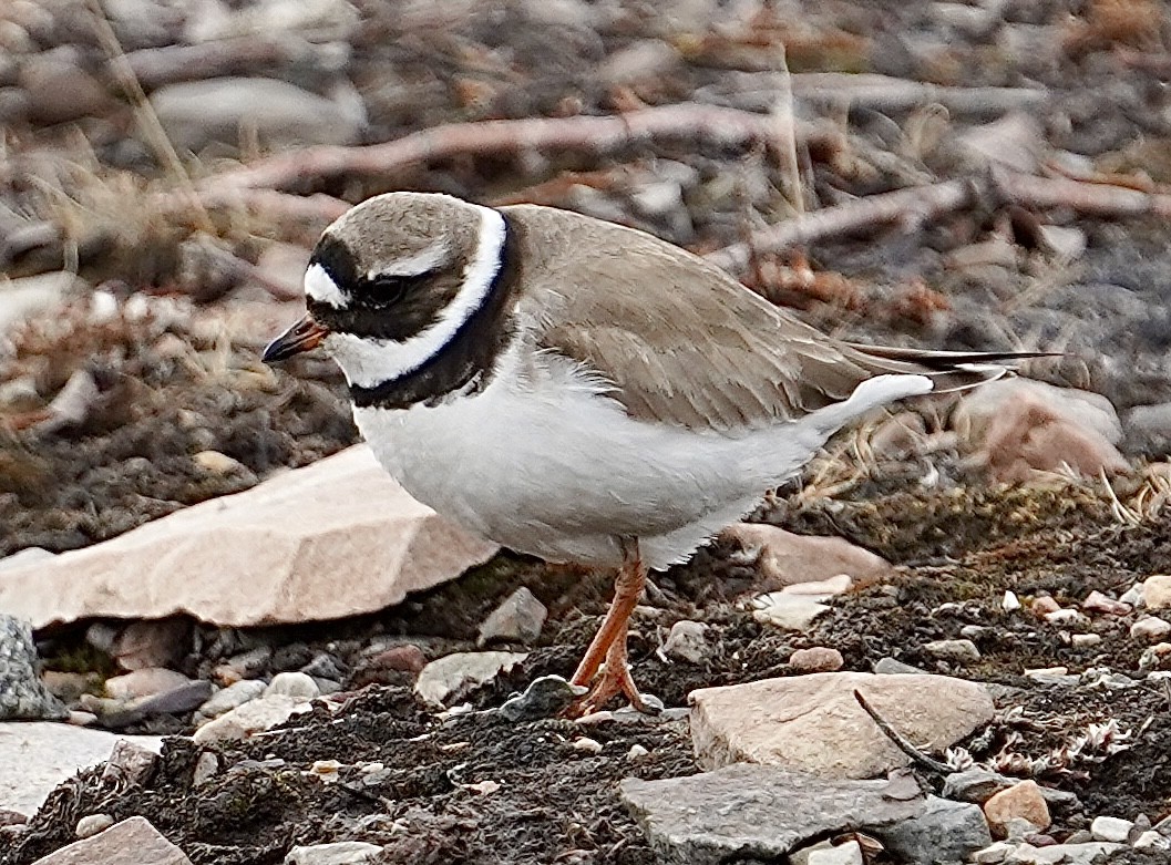 Common Ringed Plover - ML455279501