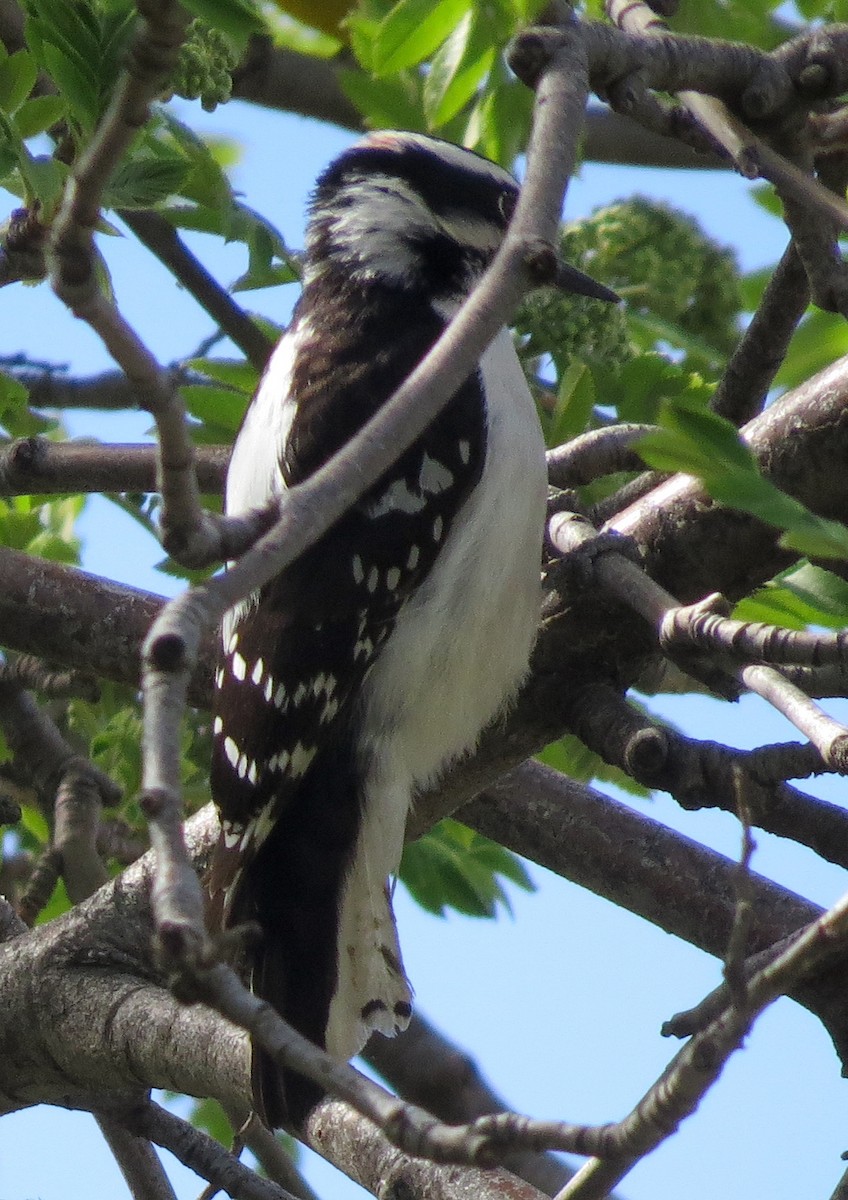 Downy Woodpecker (Rocky Mts.) - ML455280251