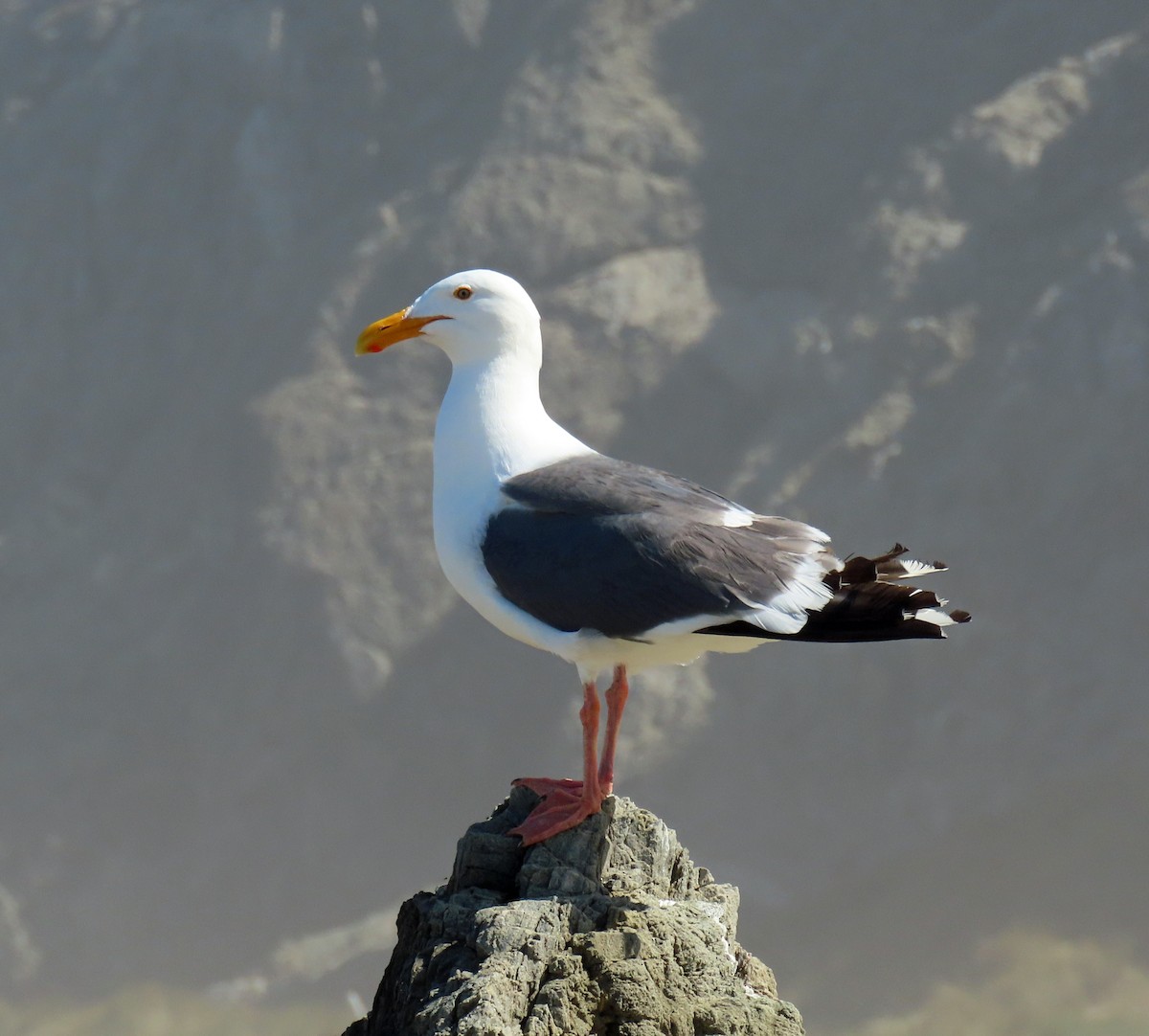 Western Gull - JoAnn Potter Riggle 🦤