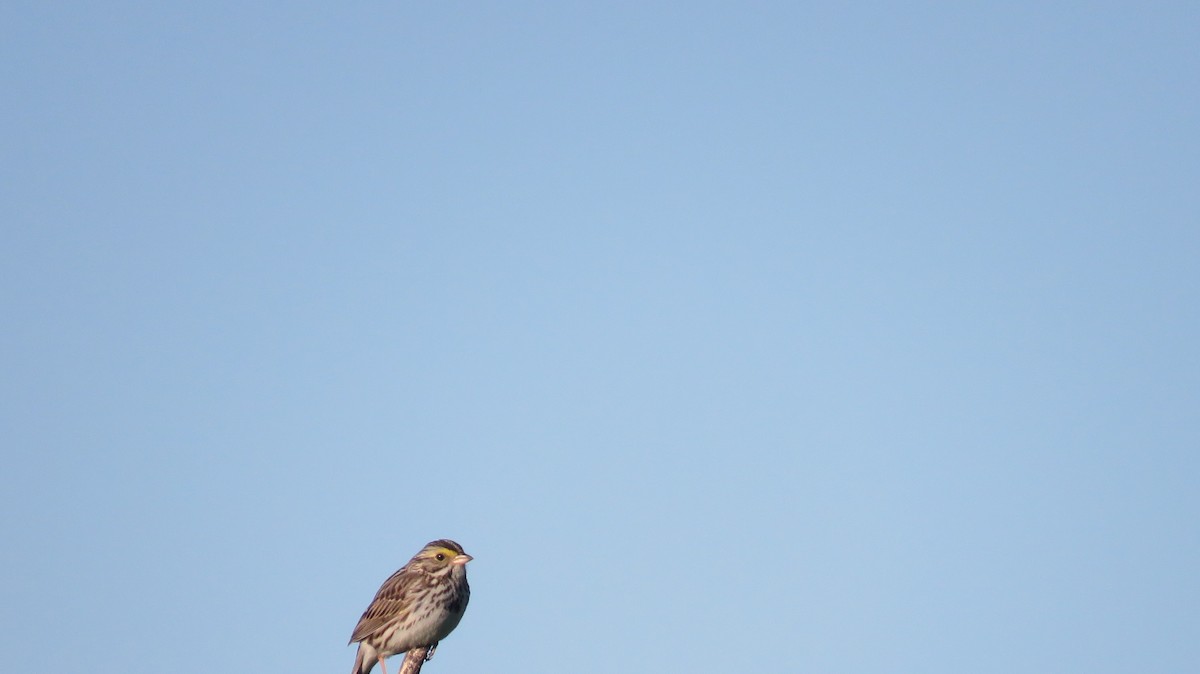 Savannah Sparrow - ML455281601