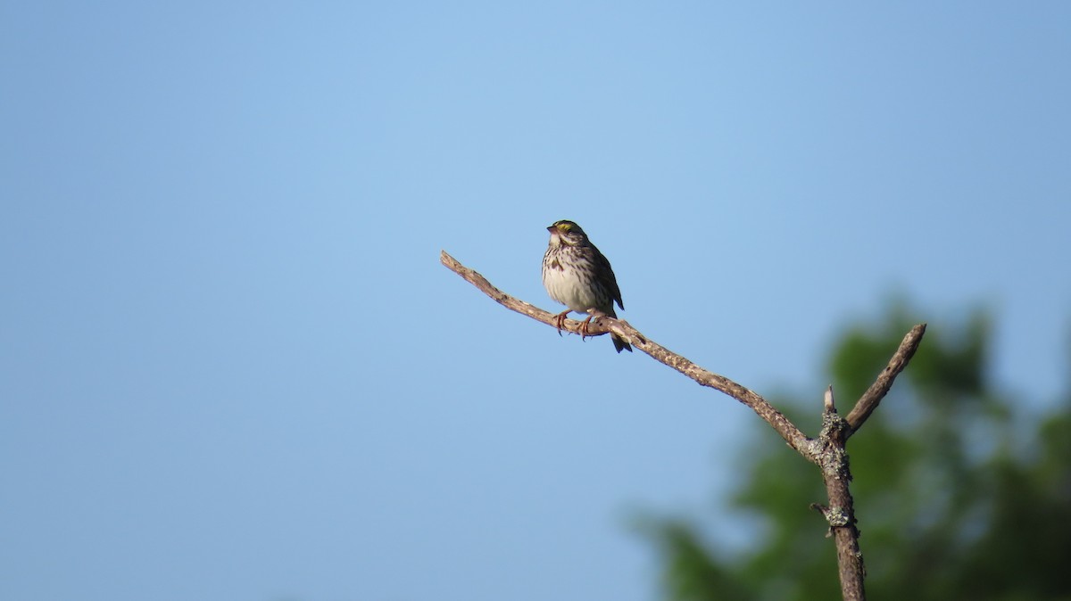 Savannah Sparrow - ML455281641
