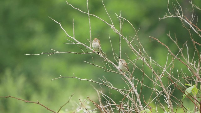 Field Sparrow - ML455283881