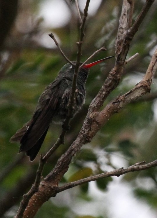 Broad-billed Hummingbird - Marnie Mitchell